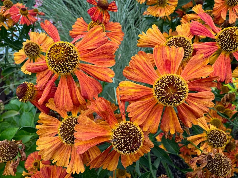 Euphorbia griffithii 'Fireglow' (Griffith's Spurge) — Northwest Blooms